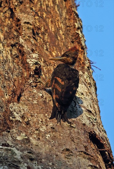 Orange-backed Woodpecker