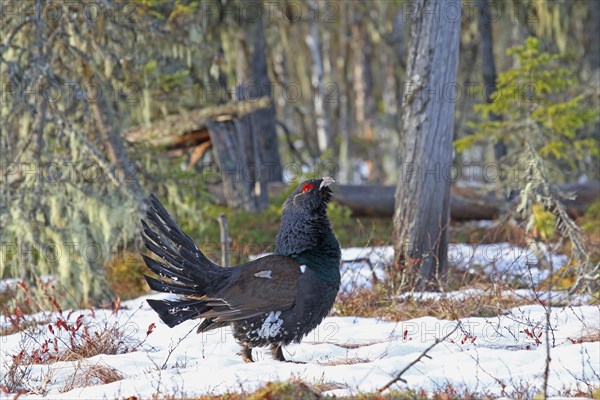 Western Capercaillie