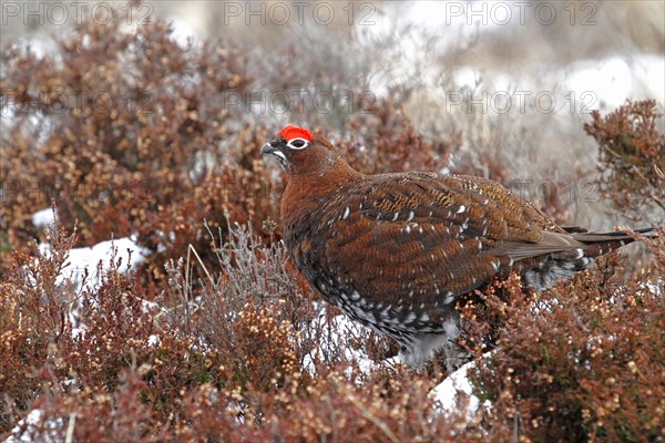 Red Grouse