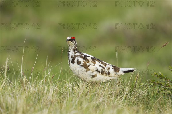 Rock ptarmigan