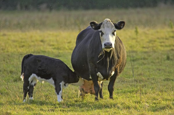 Domestic cattle