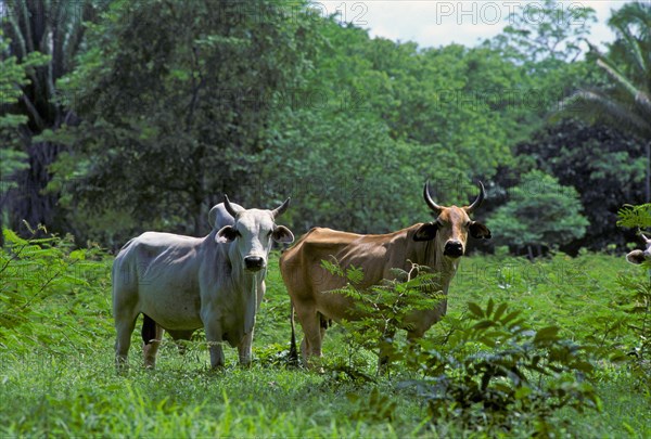 Domestic Cattle