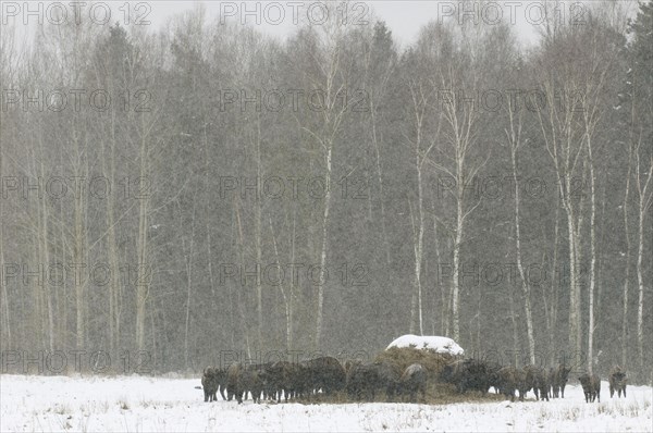 European bison