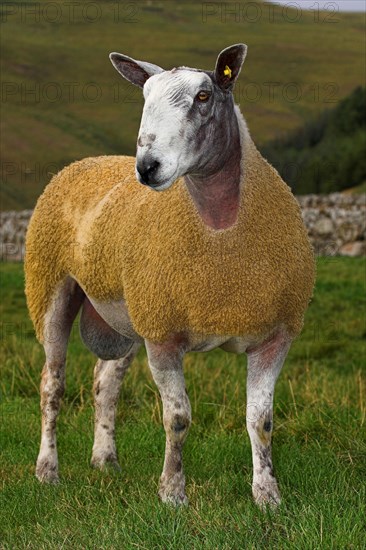 Domestic Sheep