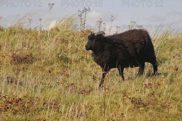 Domestic Sheep