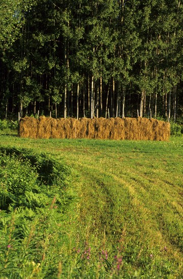 Haymaking