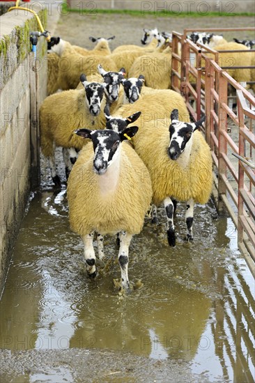 Domestic Sheep