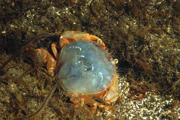 Swimming crab