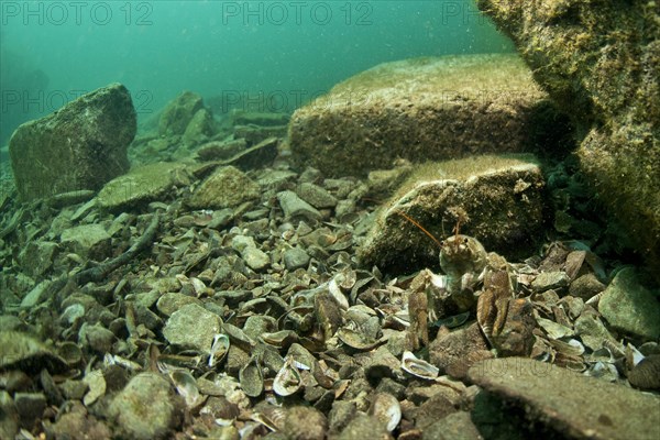 Atlantic Stream Crayfish