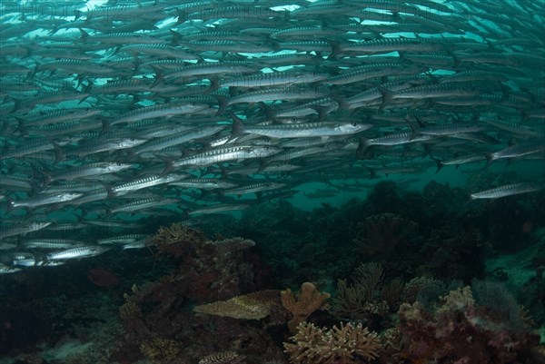 Darkfin Barracuda