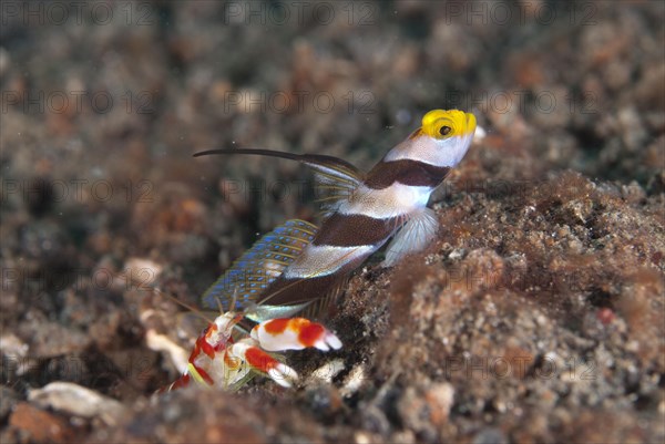 Yellownose Shrimpgoby