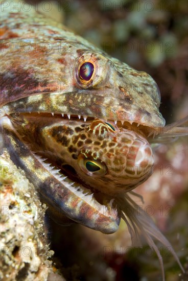 Adult variegated lizardfish