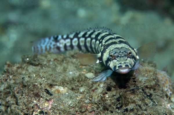 Eye Striped Sandperch