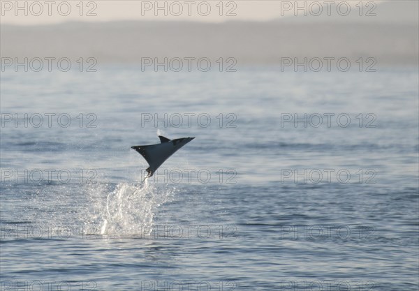 Mobula Ray