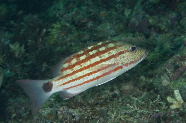 Checkered seaperch