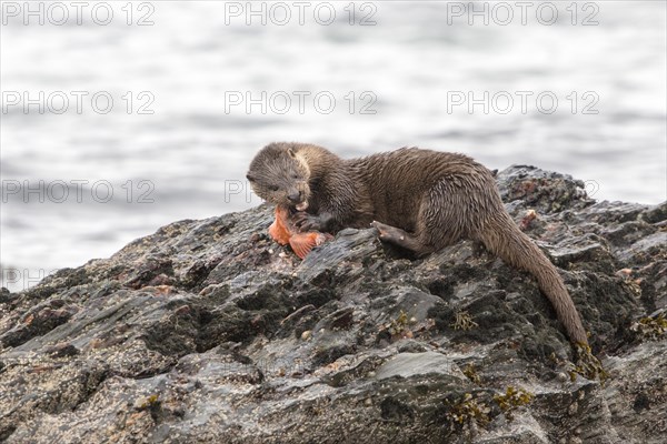 Otter eating lumpsucker fish on a rock at low tide