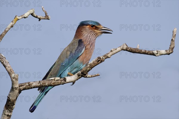 Indian Roller