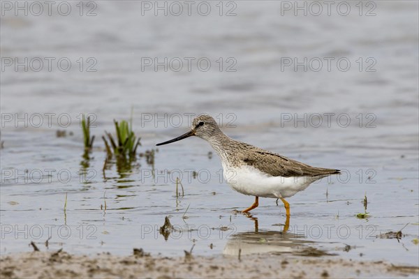 Terek Sandpiper