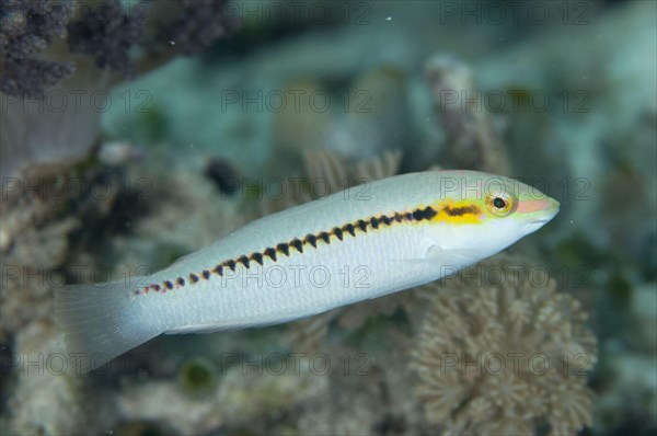 Zigzag Wrasse