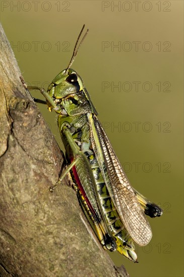 Large marsh grasshoppers