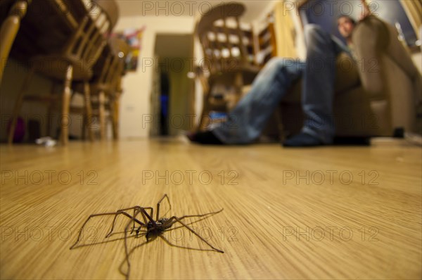 Giant house spider