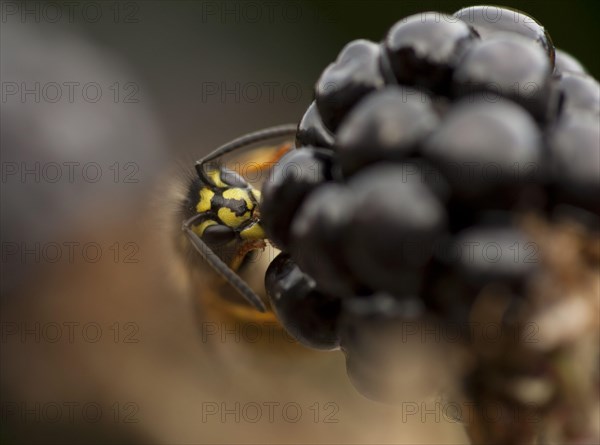 Common Wasp