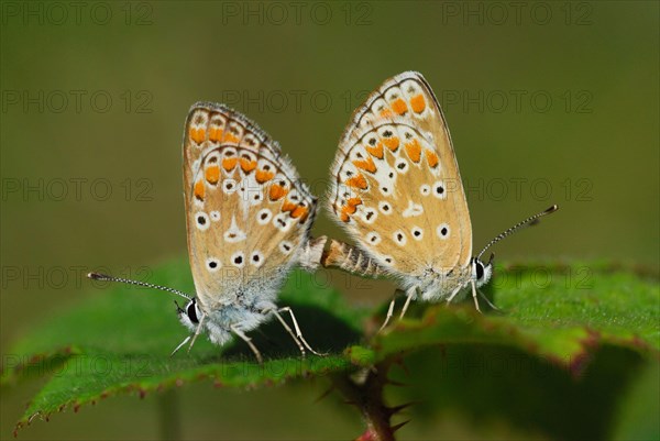 Brown Argus