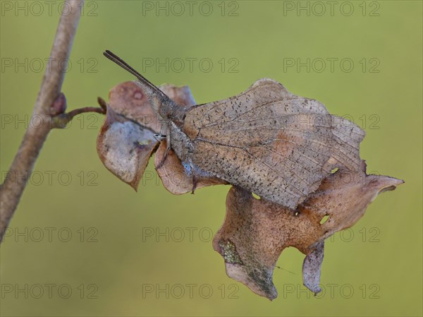 Creeper Butterfly