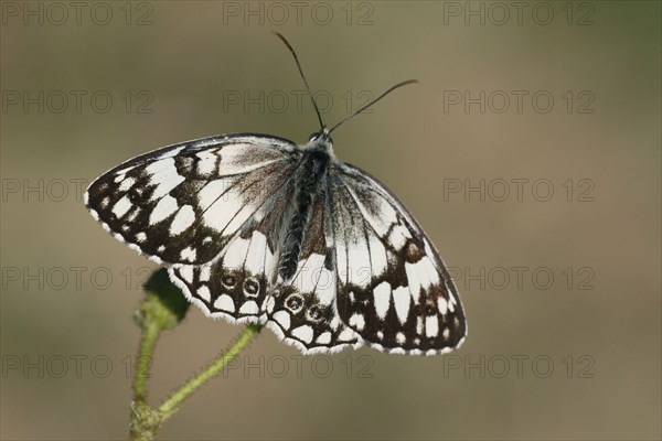 Balkan marbled white