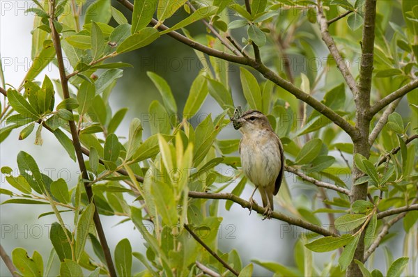 Sedge warbler