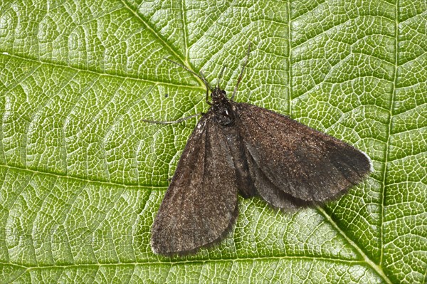 Chimney Sweeper