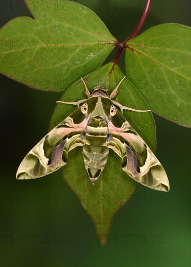 Oleander hawk moth