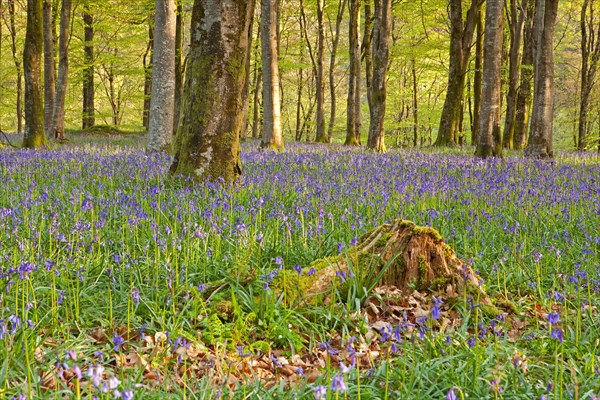 Hyacinthoides non-scripta