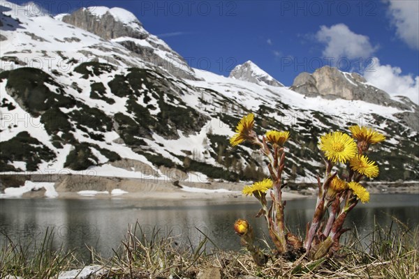 Coltsfoot