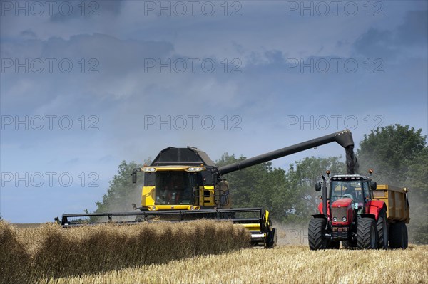 Oilseed Rape