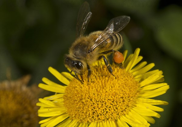 Western Honey Bee