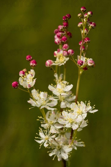 Small meadowsweet