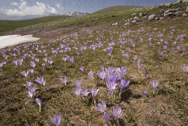 Spring crocus