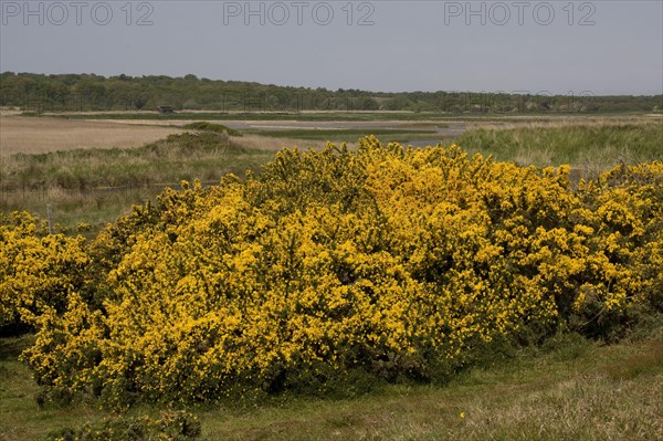 View over the flowering gorse to the Minsmere RSPB