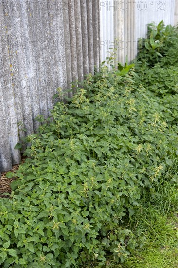 Stinging Nettle