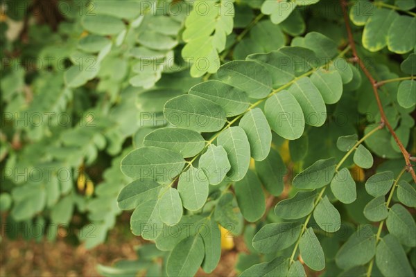 Black locust