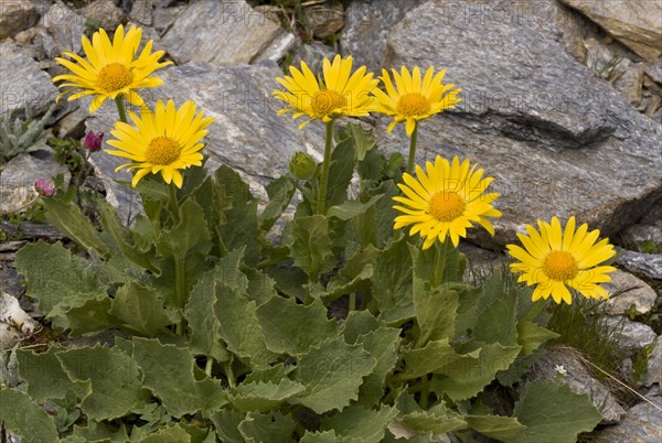 Large-flowered Leopard's Bane