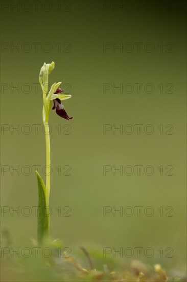 Fly Orchid