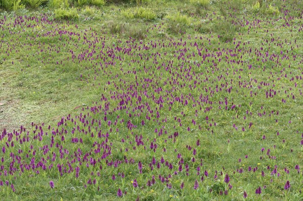 Southern Marsh Orchid