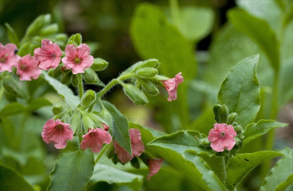 Red Lungwort