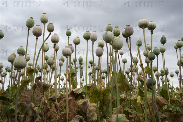 Cultivation of opium poppy