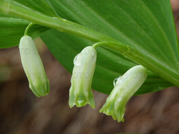 Common Solomon's Seal