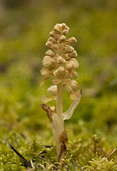 Flowering bird's-nest orchid