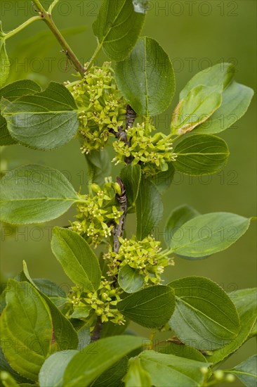 Purging buckthorn