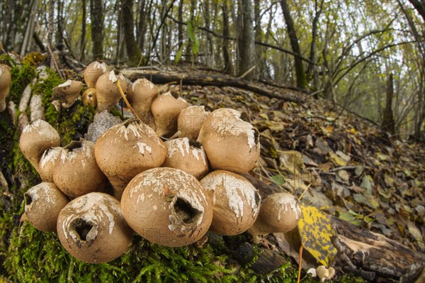 Fruiting body of the pear-shaped puffball